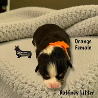 Orange Female, a female Pembroke Welsh Corgi for sale in Columbus, NC – Photo 1 of 2