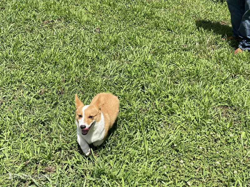 Lime green Male – Pembroke Welsh Corgi puppy for sale in Columbus, NC