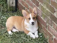 Yellow Male, a male Pembroke Welsh Corgi for sale in Columbus, NC – 1 of 2