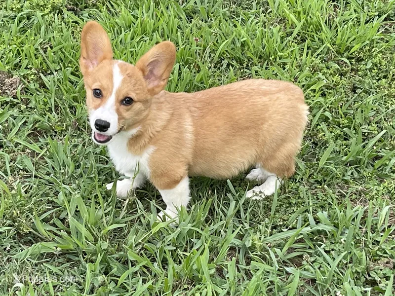 Brown Male – Pembroke Welsh Corgi puppy for sale in Columbus, NC