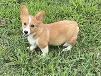 Brown Male, a male Pembroke Welsh Corgi for sale in Columbus, NC – 1 of 5