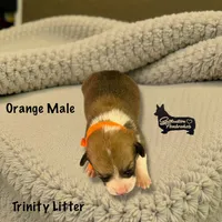 Orange Male, a male Pembroke Welsh Corgi for sale in Columbus, NC – Photo 1 of 2