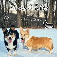 Orange Male, a male Pembroke Welsh Corgi for sale in Columbus, NC – Photo 2 of 2