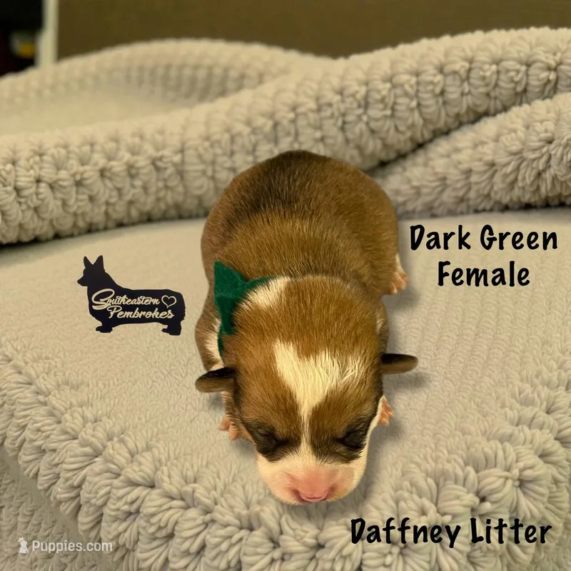 Dark Green Female