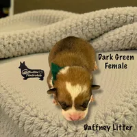 Dark Green Female, a female Pembroke Welsh Corgi for sale in Columbus, NC – Photo 1 of 2