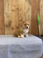 Blue Male, a male Pembroke Welsh Corgi for sale in Columbus, NC – 2 of 3