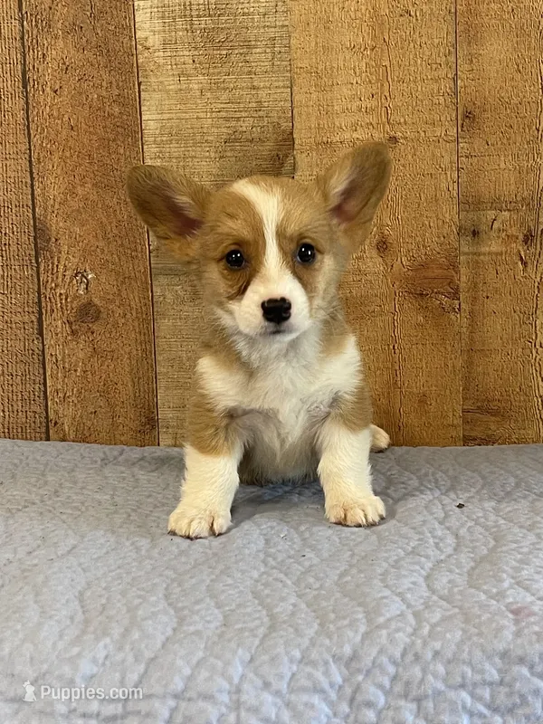 Brown Male – Pembroke Welsh Corgi puppy for sale in Columbus, NC
