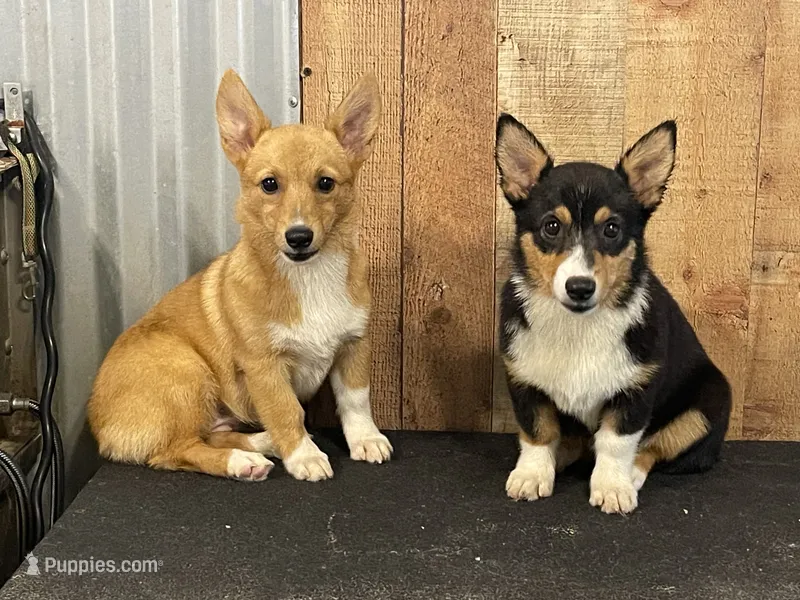 Sable Female – Pembroke Welsh Corgi puppy for sale in Columbus, NC