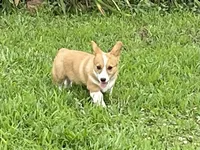 Brown Male, a male Pembroke Welsh Corgi for sale in Columbus, NC – 3 of 5