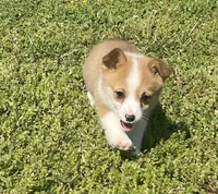 Daliah, a female Pembroke Welsh Corgi for sale in Columbus, NC – 4 of 4