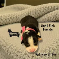 Light Pink Female, a female Pembroke Welsh Corgi for sale in Columbus, NC – Photo 1 of 2