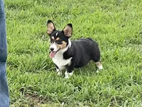 Carter, a male Pembroke Welsh Corgi for sale in Columbus, NC – 2 of 3