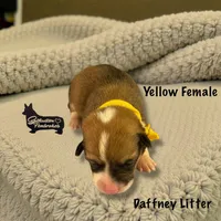 Yellow Female, a female Pembroke Welsh Corgi for sale in Columbus, NC – Photo 1 of 2