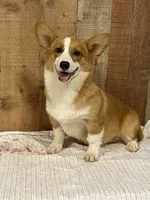 Yellow Male, a male Pembroke Welsh Corgi for sale in Columbus, NC – 3 of 3