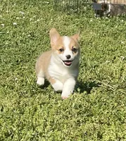 Daliah, a female Pembroke Welsh Corgi for sale in Columbus, NC – 3 of 4