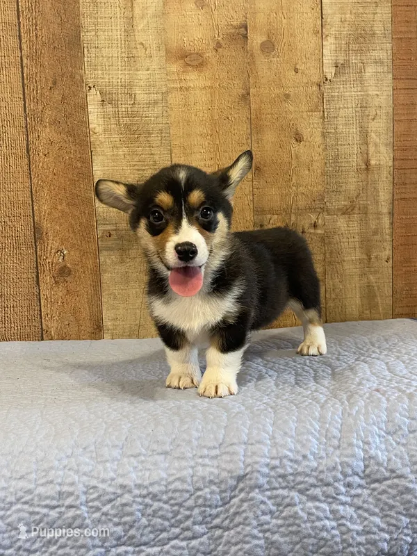 Carter – Pembroke Welsh Corgi puppy for sale in Columbus, NC