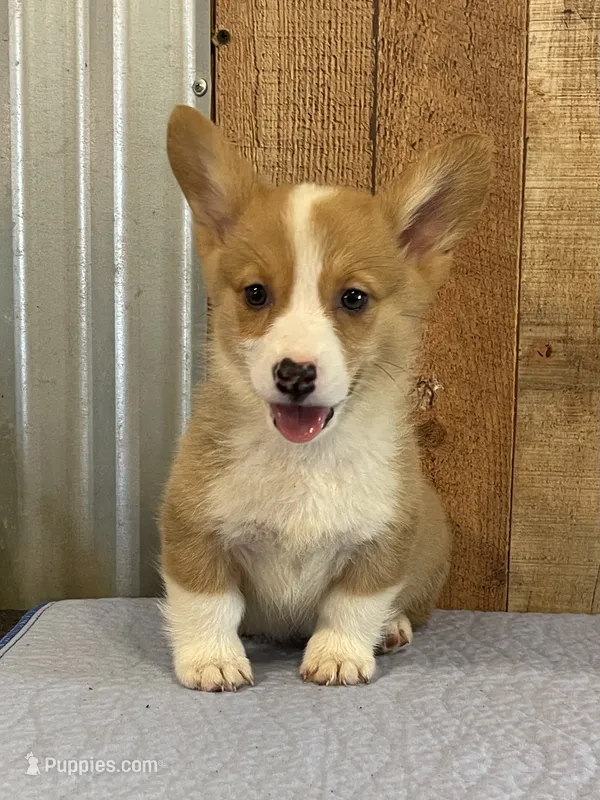 Orange Male – Pembroke Welsh Corgi puppy for sale in Columbus, NC