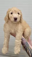 Sunny, a male Goldendoodle for sale in Kissimmee, FL – 3 of 3