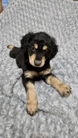 Rocky, a male Goldendoodle for sale in Kissimmee, FL – 2 of 6