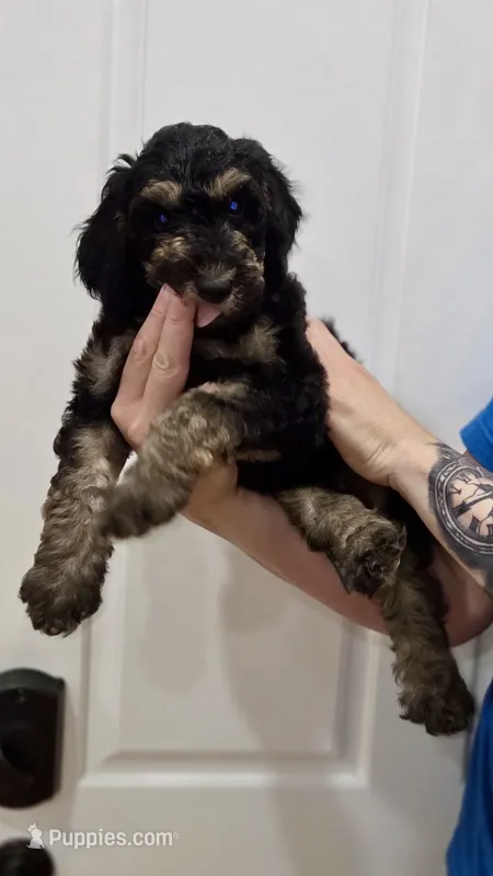 Ghost – Goldendoodle puppy for sale in Kissimmee, FL