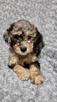 Teddy, a male Goldendoodle for sale in Kissimmee, FL – 3 of 3