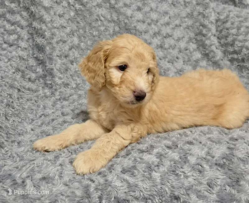 Sunny – Goldendoodle puppy for sale in Kissimmee, FL