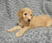 Sunny, a male Goldendoodle for sale in Kissimmee, FL – 1 of 1