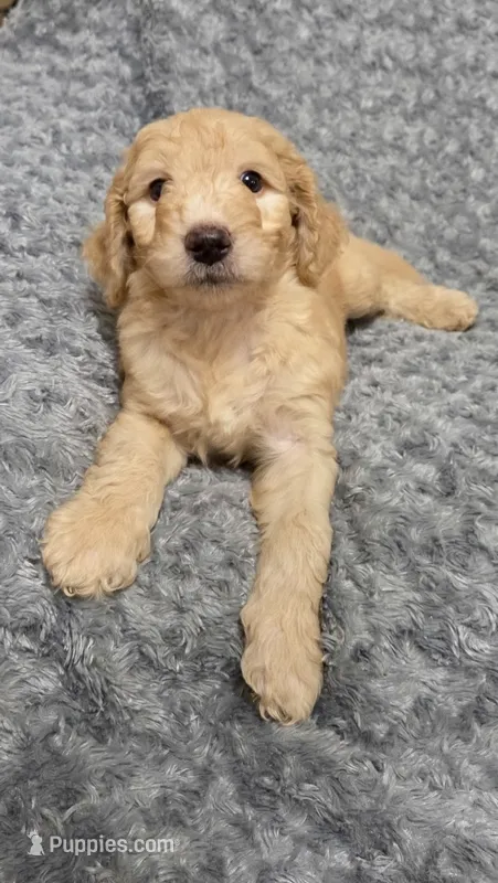 Sunny – Goldendoodle puppy for sale in Kissimmee, FL