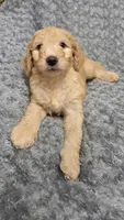 Sunny, a male Goldendoodle for sale in Kissimmee, FL – 1 of 3