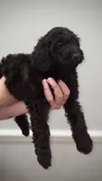 Luna, a female Goldendoodle for sale in Kissimmee, FL – 3 of 4