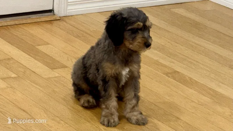 Chi – Goldendoodle puppy for sale in Kissimmee, FL