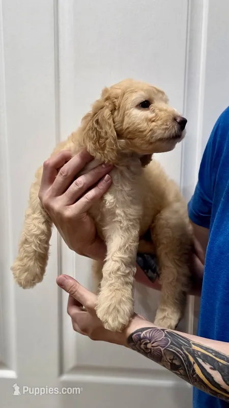 Cooper – Goldendoodle puppy for sale in Kissimmee, FL