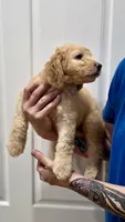 Cooper, a male Goldendoodle for sale in Kissimmee, FL – 1 of 3