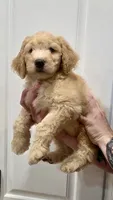 Cooper, a male Goldendoodle for sale in Kissimmee, FL – 3 of 3
