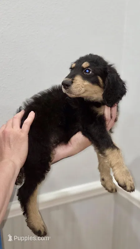 Rocky – Goldendoodle puppy for sale in Kissimmee, FL