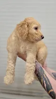 Sunny, a male Goldendoodle for sale in Kissimmee, FL – 2 of 3