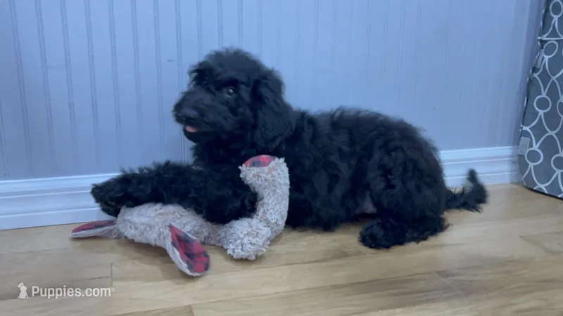 Luna – Goldendoodle puppy for sale in Kissimmee, FL
