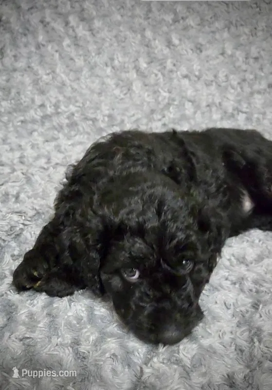 Luna – Goldendoodle puppy for sale in Kissimmee, FL