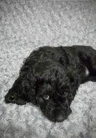 Luna, a female Goldendoodle for sale in Kissimmee, FL – 1 of 4