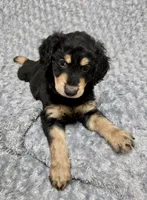 Rocky, a male Goldendoodle for sale in Kissimmee, FL – 5 of 6