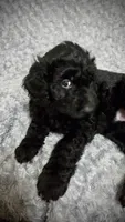 Luna, a female Goldendoodle for sale in Kissimmee, FL – 4 of 4