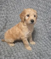 Cooper, a male Goldendoodle for sale in Kissimmee, FL – 2 of 3