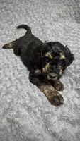 Ghost, a male Goldendoodle for sale in Kissimmee, FL – 4 of 4