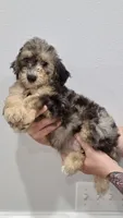 Teddy, a male Goldendoodle for sale in Kissimmee, FL – 2 of 3