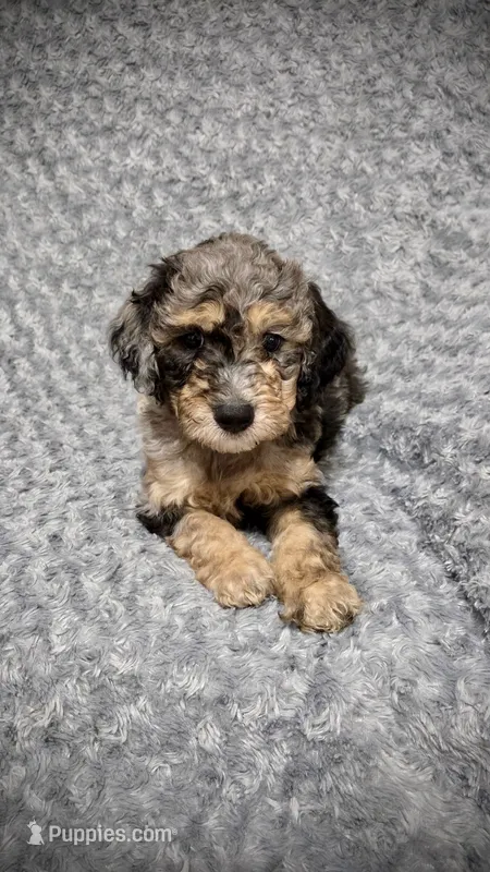 Teddy – Goldendoodle puppy on hold in Kissimmee, FL