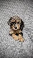 Teddy, a male Goldendoodle for sale in Kissimmee, FL – 1 of 3