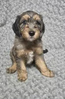Chi, a male Goldendoodle for sale in Kissimmee, FL – 5 of 5