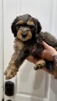 Chi, a male Goldendoodle for sale in Kissimmee, FL – 3 of 5