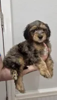 Chi, a male Goldendoodle for sale in Kissimmee, FL – 4 of 5