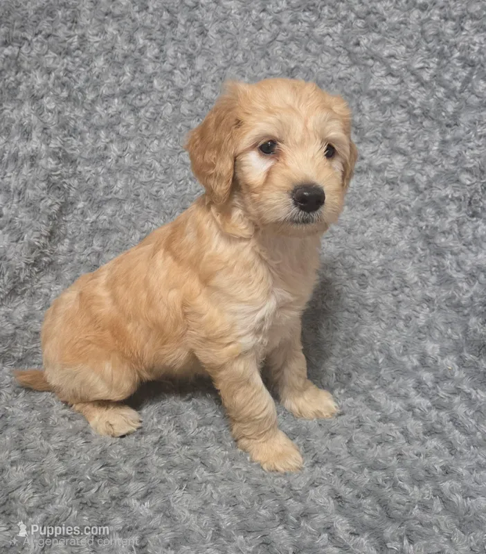 Cooper – Goldendoodle puppy for sale in Kissimmee, FL